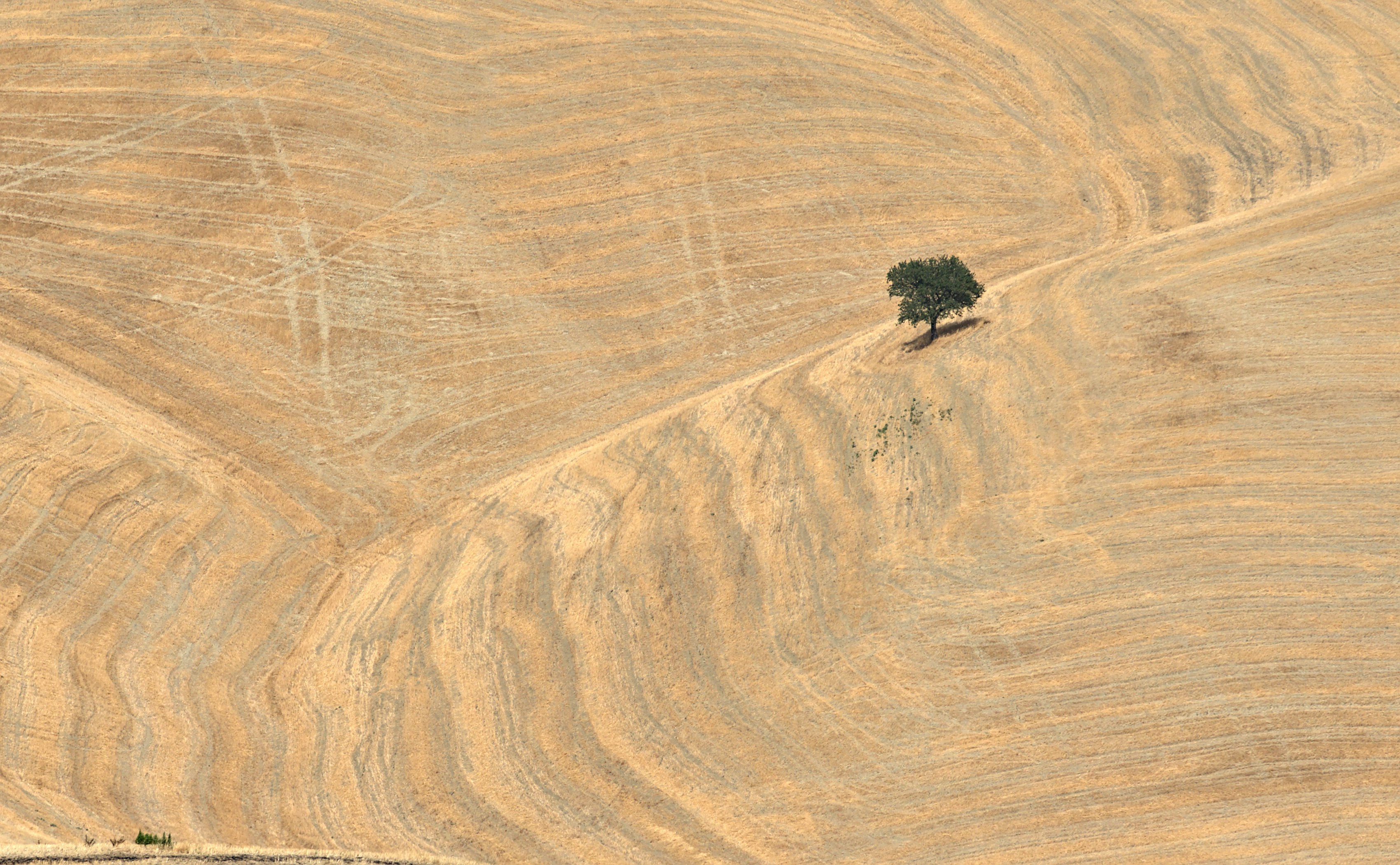 green grass on brown sand